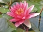Mobile Preview: Nymphaea Attraction  rote Seerose